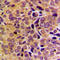 Growth arrest-specific protein 8 antibody, LS-C353983, Lifespan Biosciences, Immunohistochemistry frozen image 