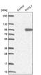 Piwi Like RNA-Mediated Gene Silencing 4 antibody, NBP2-49258, Novus Biologicals, Western Blot image 