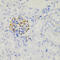 NPHS1 Adhesion Molecule, Nephrin antibody, LS-C332338, Lifespan Biosciences, Immunohistochemistry paraffin image 