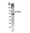 Replication Protein A1 antibody, NB100-2204, Novus Biologicals, Western Blot image 