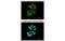 Src Like Adaptor antibody, MBS835054, MyBioSource, Immunofluorescence image 