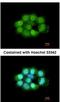 Nitric Oxide Synthase Interacting Protein antibody, NBP2-19566, Novus Biologicals, Immunofluorescence image 
