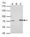 Protein arginine N-methyltransferase 5 antibody, PA5-78323, Invitrogen Antibodies, Immunoprecipitation image 