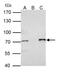 Protein arginine N-methyltransferase 5 antibody, PA5-78323, Invitrogen Antibodies, Immunoprecipitation image 