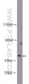Tripartite Motif Containing 22 antibody, 13744-1-AP, Proteintech Group, Western Blot image 