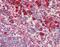 KDEL  antibody, 11076-200, QED Bioscience, Immunohistochemistry frozen image 