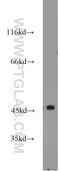 Apolipoprotein B MRNA Editing Enzyme Catalytic Polypeptide Like 4 antibody, 17166-1-AP, Proteintech Group, Western Blot image 