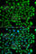 Zinc Finger FYVE-Type Containing 1 antibody, A7527, ABclonal Technology, Immunofluorescence image 