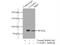 Integrator Complex Subunit 13 antibody, 19892-1-AP, Proteintech Group, Immunoprecipitation image 