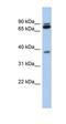 Proline Rich 19 antibody, orb326056, Biorbyt, Western Blot image 