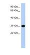 Fructosamine 3 Kinase Related Protein antibody, NBP1-56367, Novus Biologicals, Western Blot image 