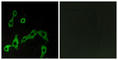 Adrenoceptor Alpha 2A antibody, abx015216, Abbexa, Western Blot image 