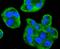 Cell Division Cycle 34 antibody, A03038-1, Boster Biological Technology, Immunocytochemistry image 