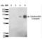 Citrulline antibody, LS-C775578, Lifespan Biosciences, Western Blot image 