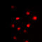 GATA Binding Protein 3 antibody, LS-C356055, Lifespan Biosciences, Immunofluorescence image 