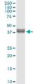 Inhibin Subunit Beta E antibody, H00083729-D01P, Novus Biologicals, Western Blot image 