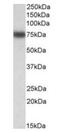 Interferon Regulatory Factor 2 Binding Protein 1 antibody, orb22523, Biorbyt, Western Blot image 