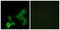 G Protein-Coupled Bile Acid Receptor 1 antibody, LS-C120703, Lifespan Biosciences, Immunofluorescence image 