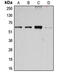 Cycb antibody, LS-C351953, Lifespan Biosciences, Western Blot image 