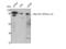 ATPase Na+/K+ Transporting Subunit Alpha 1 antibody, STJ94338, St John