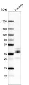 Lymphatic Vessel Endothelial Hyaluronan Receptor 1 antibody, NBP2-38500, Novus Biologicals, Western Blot image 
