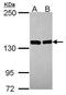 Valyl-TRNA Synthetase antibody, PA5-30251, Invitrogen Antibodies, Western Blot image 