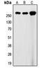 Filamin A antibody, LS-C352201, Lifespan Biosciences, Western Blot image 