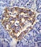 CUB and zona pellucida-like domain-containing protein 1 antibody, LS-C167163, Lifespan Biosciences, Immunohistochemistry paraffin image 