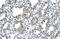 Thiosulfate Sulfurtransferase antibody, 29-701, ProSci, Immunohistochemistry frozen image 
