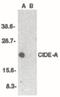 Cell Death Inducing DFFA Like Effector A antibody, PA5-19907, Invitrogen Antibodies, Western Blot image 