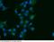 Prolactin Receptor antibody, 10278-R204, Sino Biological, Immunohistochemistry frozen image 