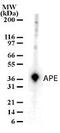 Apurinic/Apyrimidinic Endodeoxyribonuclease 1 antibody, PA1-29465, Invitrogen Antibodies, Western Blot image 