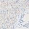 Mannosidase Endo-Alpha antibody, PA5-52781, Invitrogen Antibodies, Immunohistochemistry frozen image 