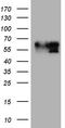 BCL2 Interacting Protein Like antibody, CF809240, Origene, Western Blot image 