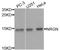 Neurogranin antibody, STJ110742, St John