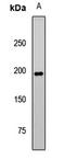 Phosphatidylinositol-4-Phosphate 3-Kinase Catalytic Subunit Type 2 Alpha antibody, LS-C668683, Lifespan Biosciences, Western Blot image 