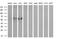 Cytochrome P450 2A6 antibody, MA5-25751, Invitrogen Antibodies, Western Blot image 