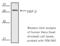 Heat Shock Transcription Factor 2 antibody, ADI-SPA-960-E, Enzo Life Sciences, Western Blot image 