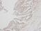 Interferon Alpha 8 antibody, PA5-21679, Invitrogen Antibodies, Immunohistochemistry frozen image 