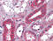 ALB antibody, ARP41746_P050, Aviva Systems Biology, Immunohistochemistry frozen image 