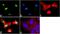 Histone Cluster 4 H4 antibody, 710828, Invitrogen Antibodies, Immunofluorescence image 