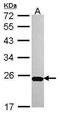 Iron-Sulfur Cluster Assembly Enzyme antibody, PA5-30470, Invitrogen Antibodies, Western Blot image 