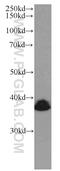 BMI1 Proto-Oncogene, Polycomb Ring Finger antibody, 66161-1-Ig, Proteintech Group, Western Blot image 