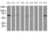 Phosphoglucomutase 3 antibody, MA5-25997, Invitrogen Antibodies, Western Blot image 