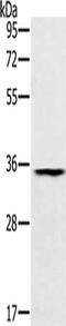 Tripartite Motif Containing 40 antibody, CSB-PA032351, Cusabio, Western Blot image 