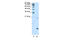 RUNX Family Transcription Factor 1 antibody, 28-784, ProSci, Western Blot image 