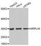 Mitochondrial Ribosomal Protein L45 antibody, MBS129863, MyBioSource, Western Blot image 