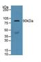 Gelsolin antibody, MBS2028524, MyBioSource, Western Blot image 