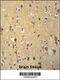 WD Repeat Domain 73 antibody, 61-875, ProSci, Immunohistochemistry frozen image 