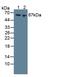 Kininogen 1 antibody, abx131685, Abbexa, Western Blot image 